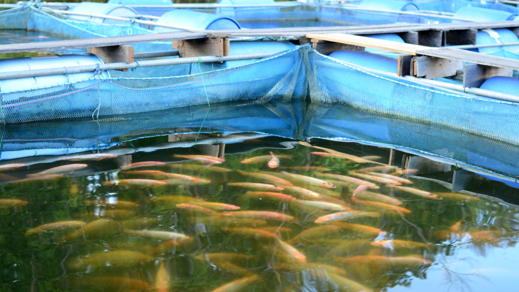 Ensuring Food Security with Sustainable Fisheries Solutions