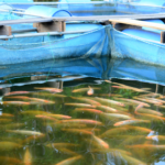 Ensuring Food Security with Sustainable Fisheries Solutions