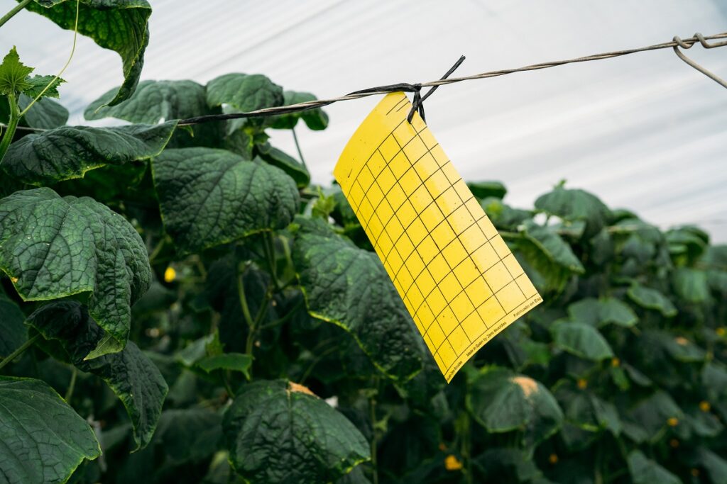 integrated pest management in traditional greenhouse in Almeria. Integrated pest management technique at crops field. Yellow plaque pheromone glue traps