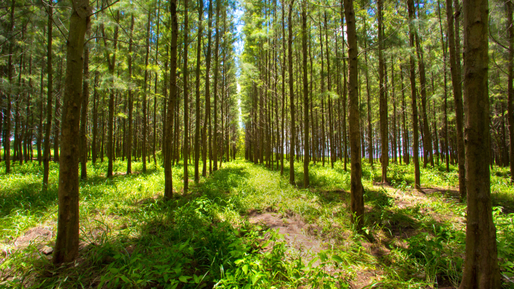 agroforestry