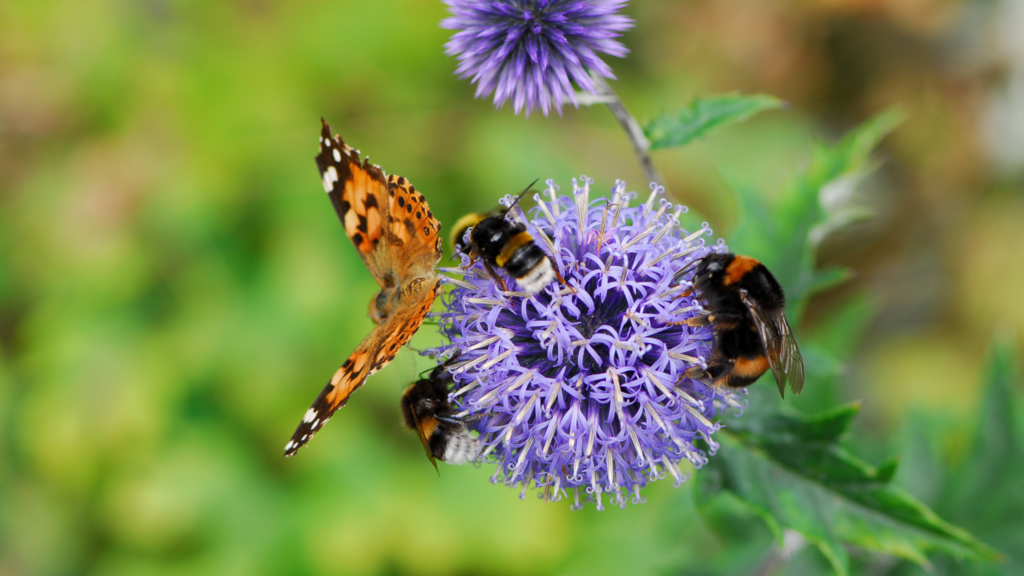 sustainable agriculture promoting biodiversity