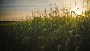 Climate-Smart Farming: How Agrivigor Designs Resilience into Cropping Systems