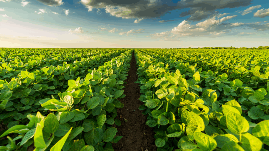Investor White Paper Harvesting Growth: The Rise of Interfarm NV and Its Investment Potential in Suriname’s Agro-Economy
