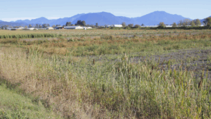 Agrivigor’s Crop Rotation