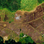 Transforming Suriname’s Farmland: Inside Agrivigor’s Crop Rotation Strategy