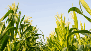 Agrivigor’s Crop Rotation