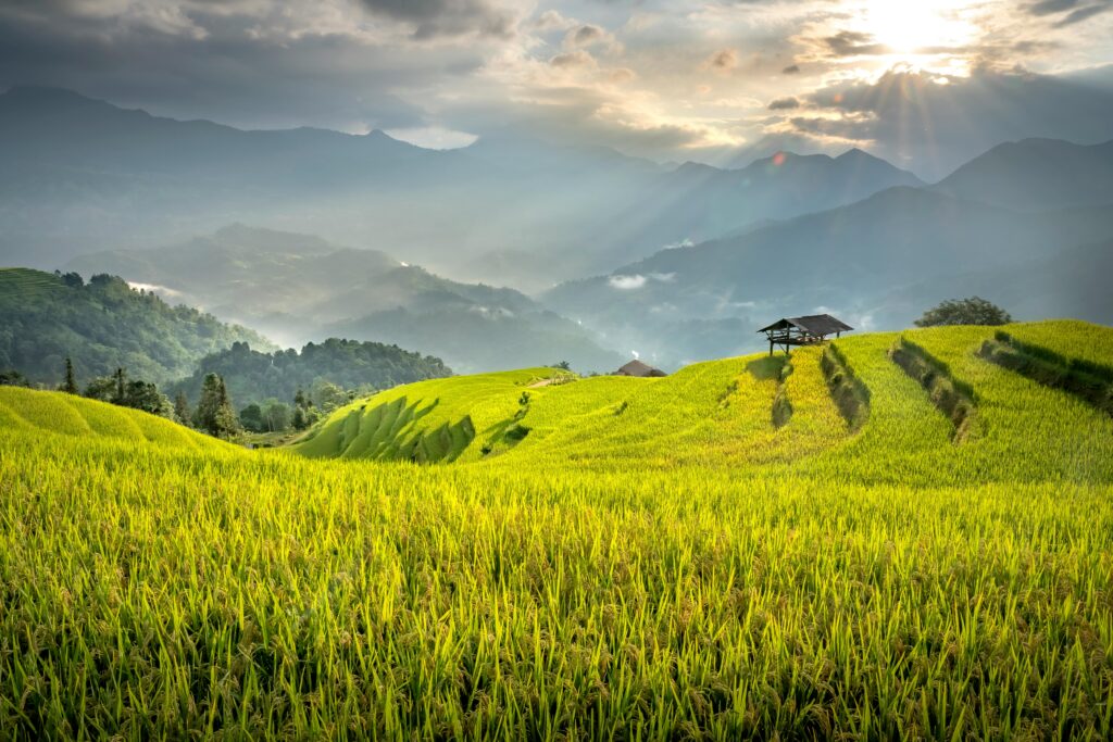 Agrivigor Green Farms: Pioneering Multi-Crop Farming in Suriname