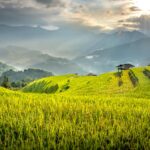 Agrivigor Green Farms: Pioneering Multi-Crop Farming in Suriname
