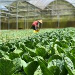 How Agrivigor Is Restoring Soil Health