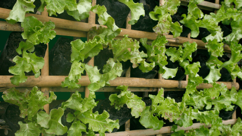Vertical Integration in Agriculture: A Win-Win for Farmers and Investors