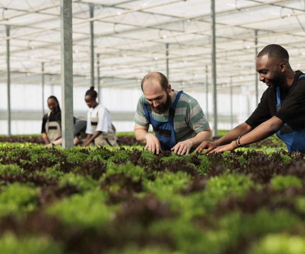 Diverse men and women working in greenhouse inspecting green plants crop for pests and damage for quality control. Group of bio farm workers cultivating different types of lettuce and microgreens.