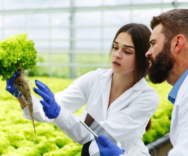 Woman and man in laboratory robes examine carefully plants in the greenhouse